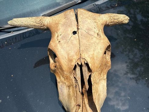 Used 1999 Ford F250 XLT image 12