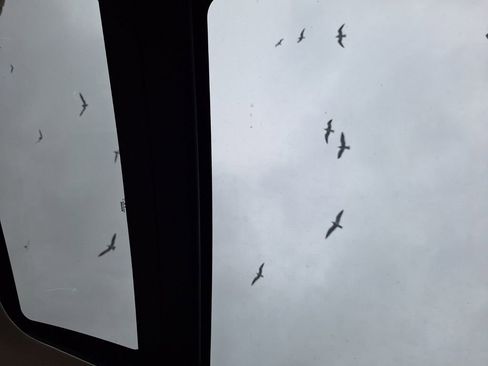 Used 2024 Nissan Murano SL image 19