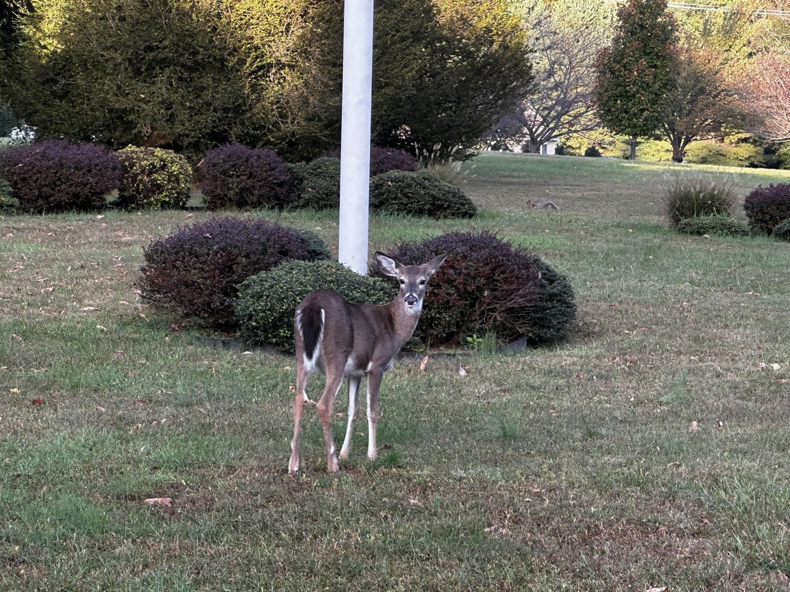 Used 2018 Chevrolet Suburban Premier AWD/4WD image 88