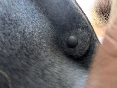 Used 2016 Subaru WRX STI image 24