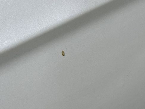 Used 2016 Ford Fusion SE w/ SE Cold Weather Package image 31