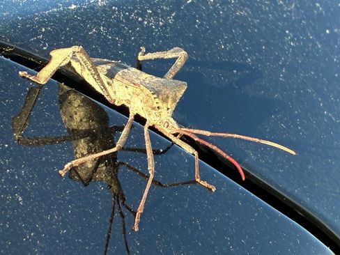 Used 2024 Hyundai Sonata SEL w/ Convenience Package FWD image 4