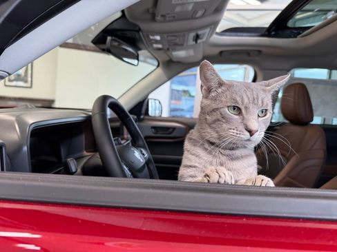 Used 2023 Ford F150 XLT w/ Equipment Group 302A High AWD/4WD image 24