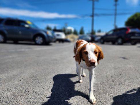 Used 2005 Chevrolet TrailBlazer LS w/ LS Preferred Equipment Group image 12