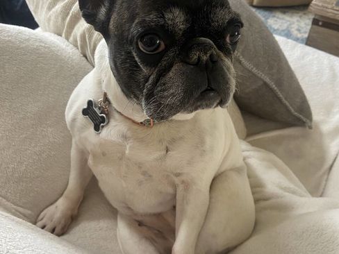 Used 2010 Ford Explorer Limited image 51