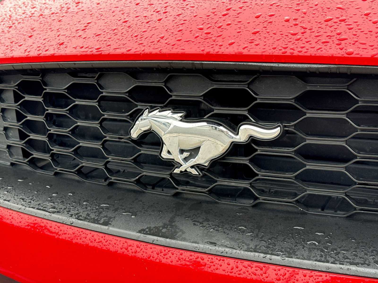Used 2019 Ford Mustang Premium w/ Equipment Group 201A RWD image 11