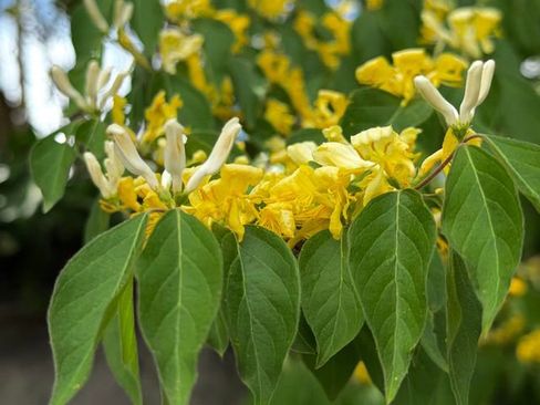 New 2026 Lexus UX 300h AWD image 25