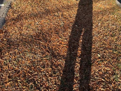 Used 2018 GMC Sierra 1500 2WD Regular Cab image 5