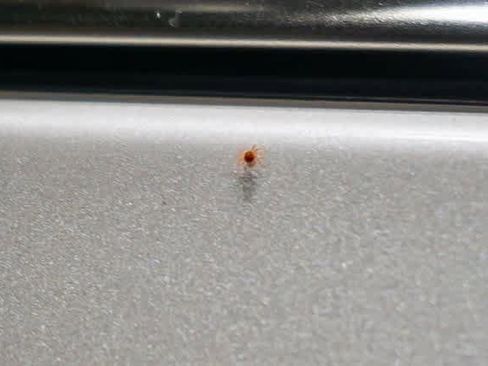 Used 2021 Cadillac Escalade Premium Luxury image 29