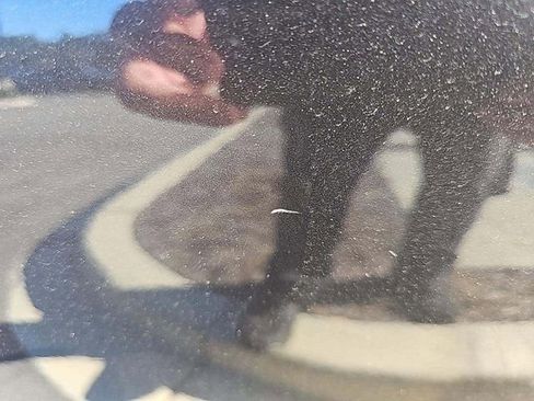 Used 2024 BMW 530i xDrive w/ Premium Package image 17