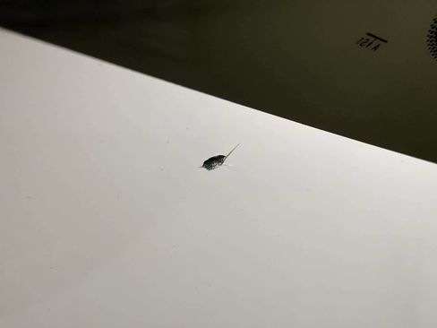 Used 2011 MAZDA MAZDASPEED3 Sport image 36