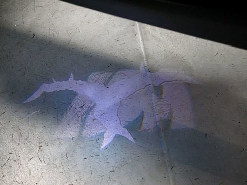 Used 2018 BMW M2 image 67