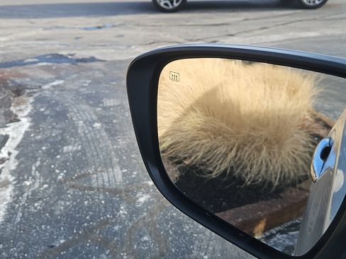 Used 2019 Nissan Rogue SL image 15