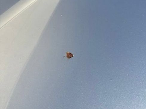 Used 2020 Honda CR-V EX image 5