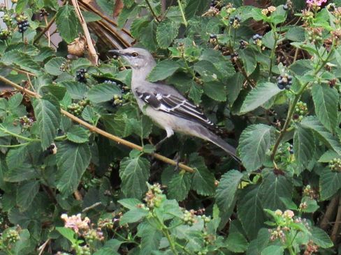 Used 2020 Jeep Cherokee Limited image 43