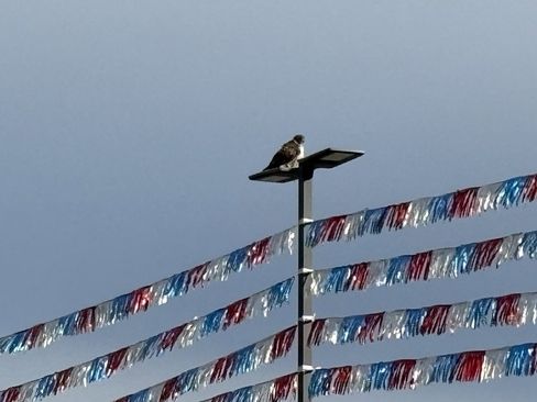 New 2026 Ford Escape ST-Line Select w/ Tech Pack #2 image 17