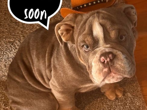 Used 2015 Jeep Grand Cherokee Limited image 1