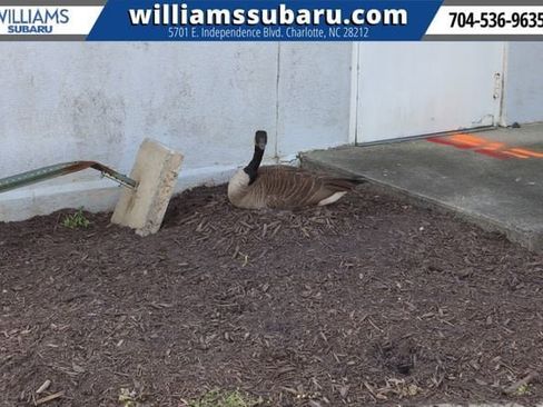 New 2026 Subaru Outback Wilderness AWD/4WD image 6