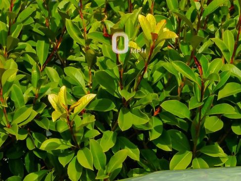 New 2025 Cadillac Escalade IQ Luxury 2 image 26