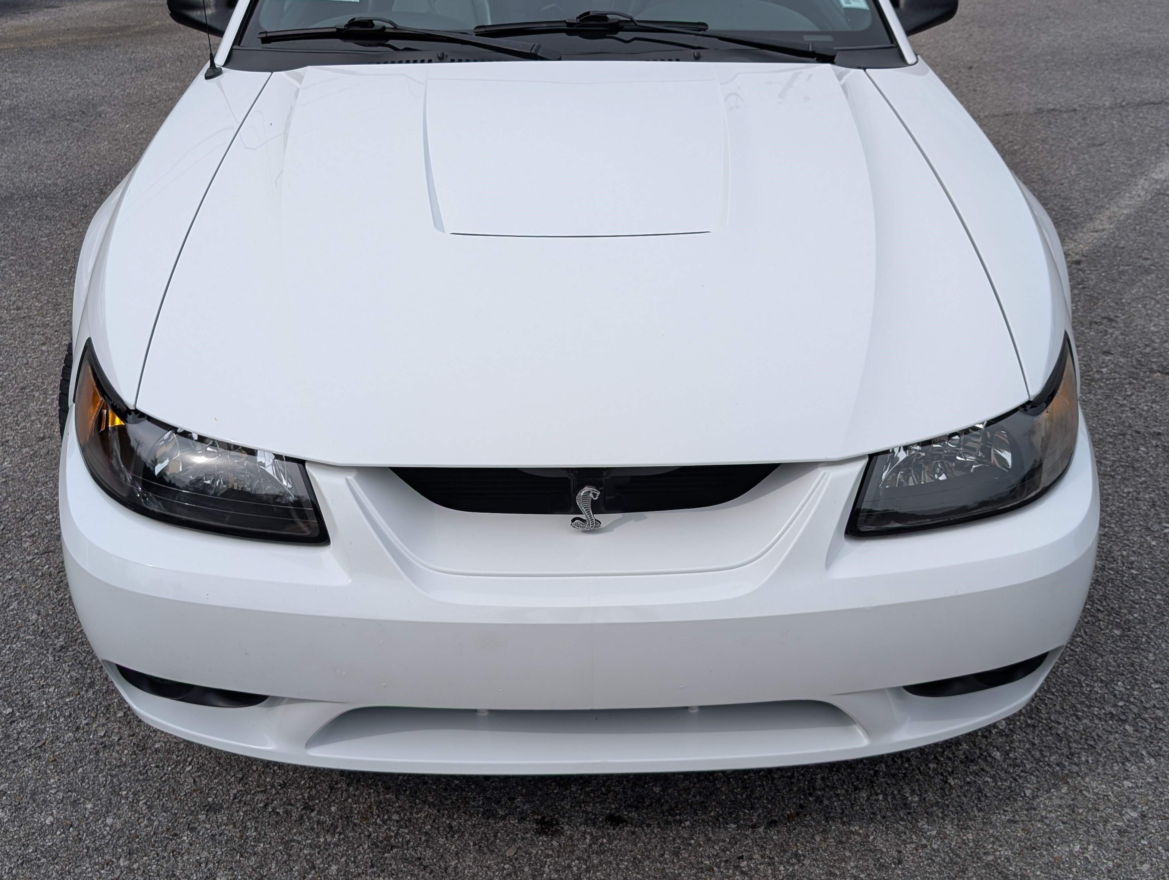Used 2001 Ford Mustang Cobra RWD image 11