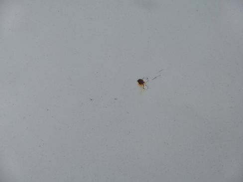 Used 2009 BMW 128i Convertible image 13