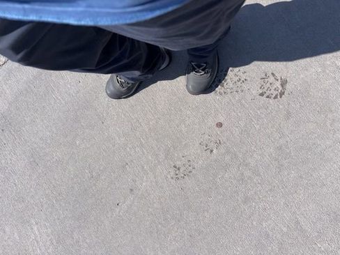 Used 2015 Subaru Forester 2.5i Limited image 8