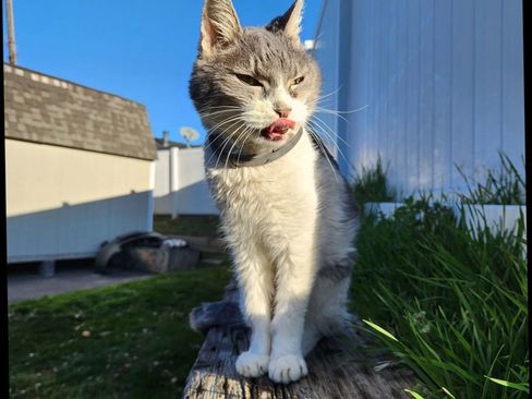 Used 2025 Mercedes-Benz Sprinter 2500 image 78