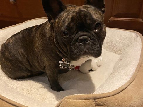 Used 2009 Chevrolet Silverado 3500 W/T w/ Snow Plow Prep Package image 39