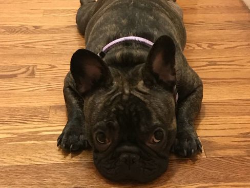 Used 2019 Chevrolet Silverado 1500 LT Trail Boss image 56