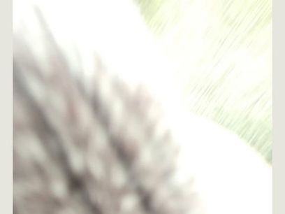 Used 2011 Audi A5 2.0T Premium