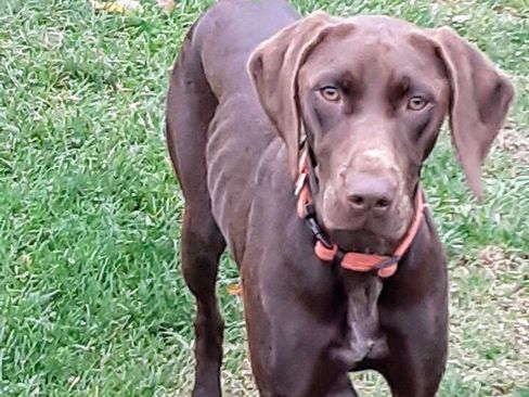 Used 2024 Subaru Impreza 2.0i image 31