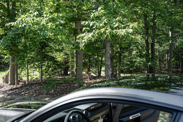 Used 2015 Ford Mustang Shelby GT350 RWD image 75