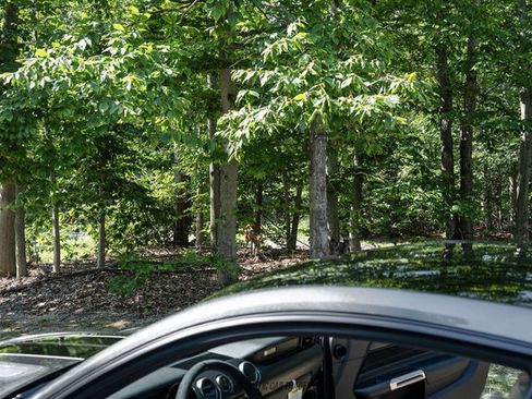 Used 2015 Ford Mustang Shelby GT350 RWD image 75
