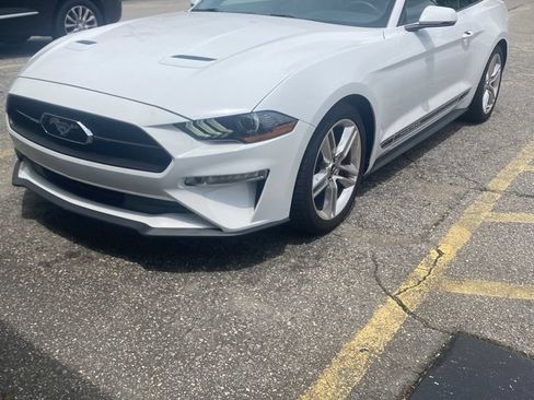 Used 2019 Ford Mustang Premium w/ Equipment Group 201A RWD image 1