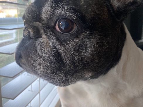 Used 2013 Ford Taurus Limited image 51