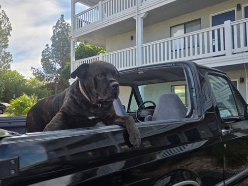 Used 1994 Ford Bronco image 10