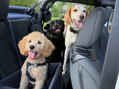 Used 2025 Jeep Wrangler Sport image 14