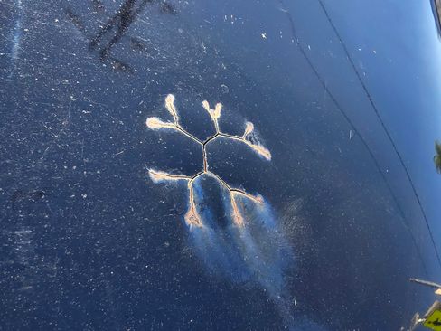 Used 2016 Kia Optima EX w/ Premium Package image 2