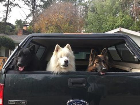 Used 2016 Ford F150 Platinum w/ Equipment Group 701A Luxury image 14