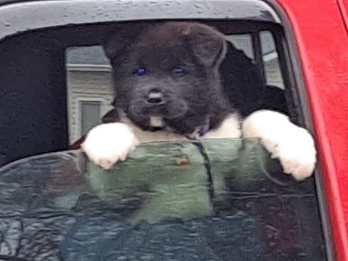 Used 2001 Ford Ranger 2WD Regular Cab image 1