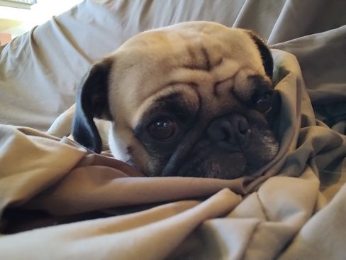 Used 2019 BMW M240i xDrive Coupe w/ Premium Package image 8