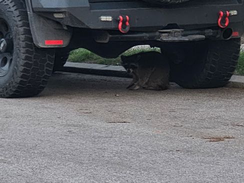 Used 2010 Toyota FJ Cruiser 4WD image 10