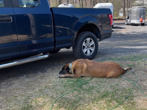 Used 2016 Ford F150 XL w/ Equipment Group 101A Mid image 2