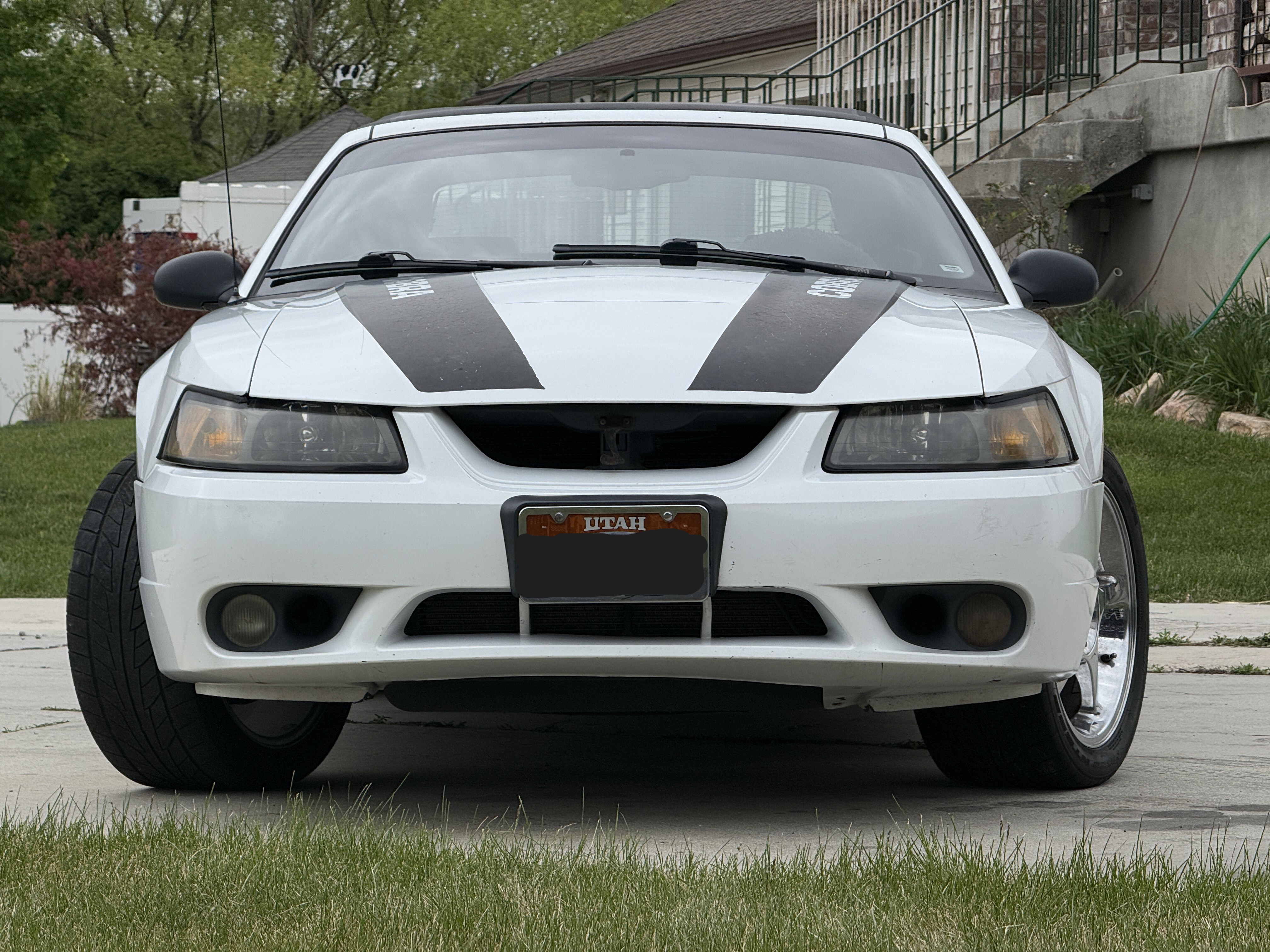 Used 1999 Ford Mustang Cobra RWD image 1