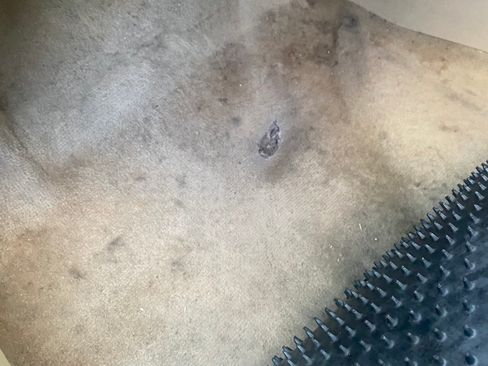 Used 2012 Ford Escape Limited image 11