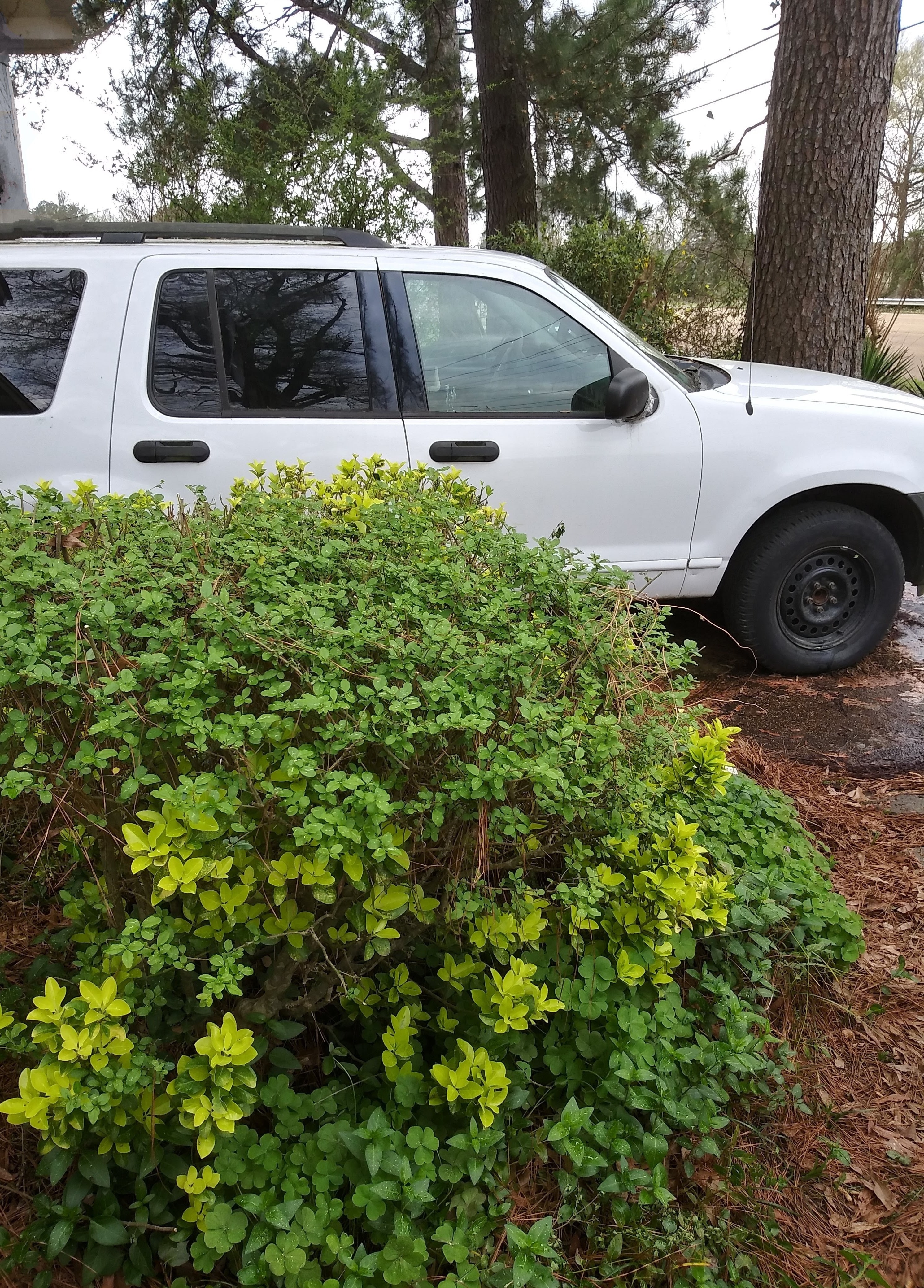 Used 2003 Ford Explorer Sport XLS RWD image 2