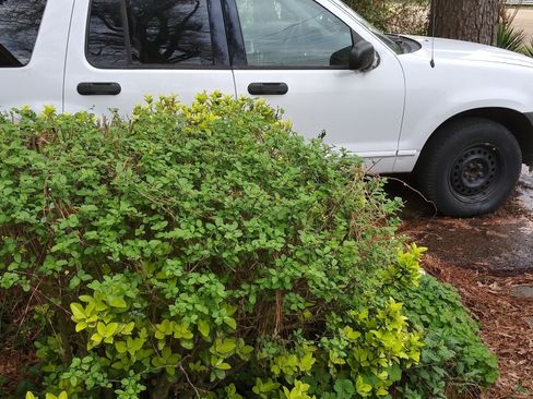 Used 2003 Ford Explorer Sport XLS image 2