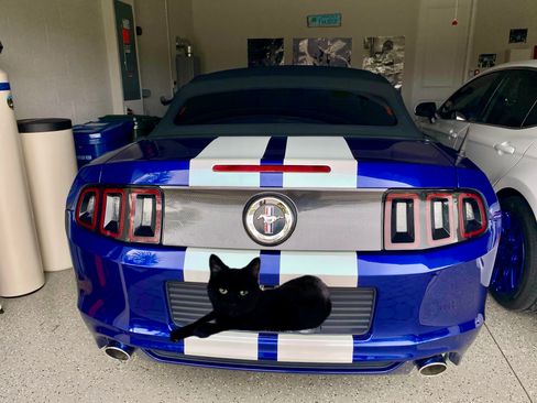 Used 2014 Ford Mustang Convertible w/ Equipment Group 102A image 5