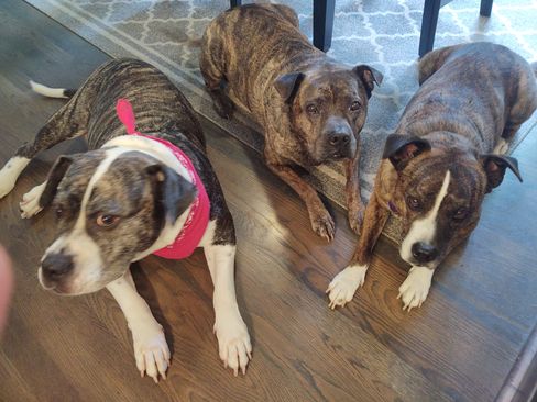 Used 2006 Honda CR-V EX image 14