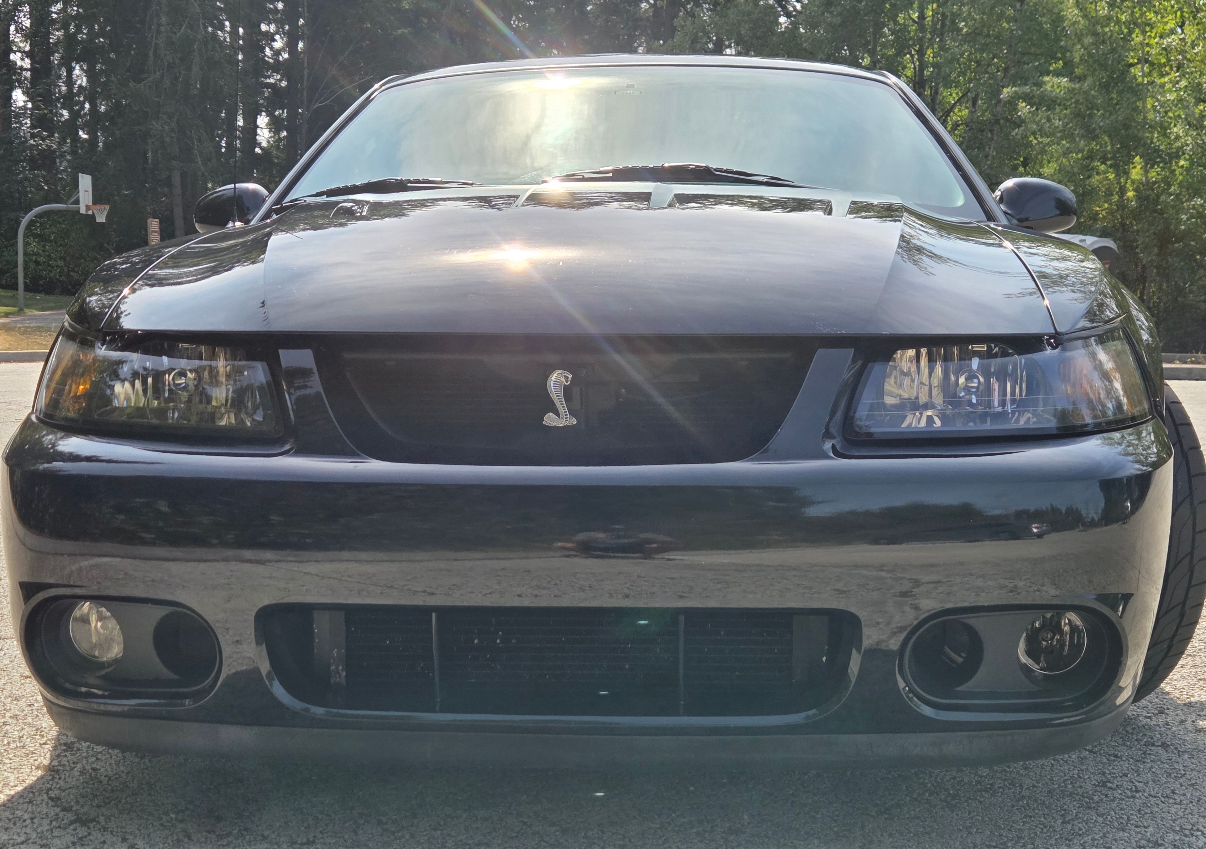 Used 2003 Ford Mustang Cobra RWD image 2